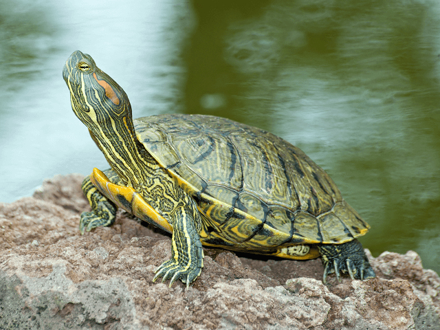 Korytnačka písmenková - ozdobná, lat. Trachemys scripta elegans