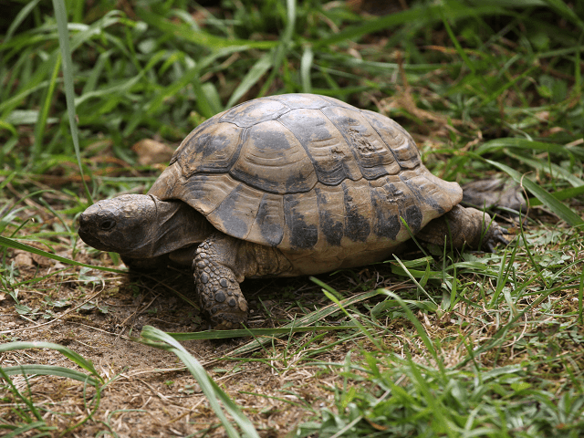 Korytnačka stepná, lat. Agrionemys horsfieldi