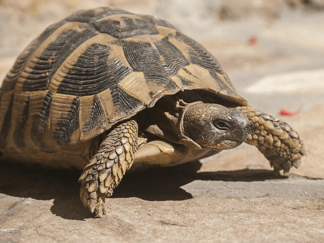 Korytnačka zelenkastá, lat. Testudo hermanni