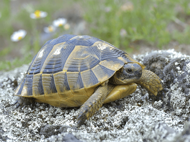 Korytnačka žtohnedá, lat. Testudo graeca