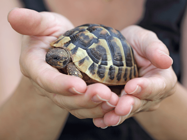 Mláďa korytnačky v rukách
