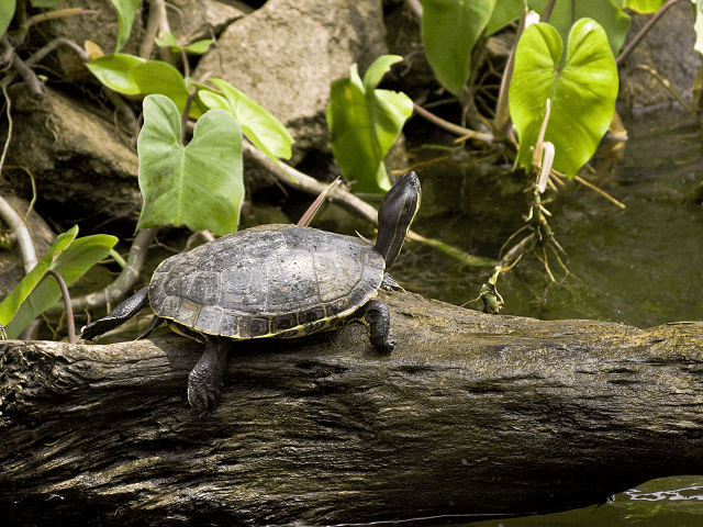 Vodná korytnačka na drevenom ostrovčeku v jazierku
