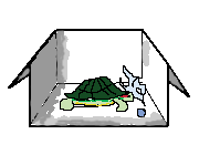 Preprava korytnačky