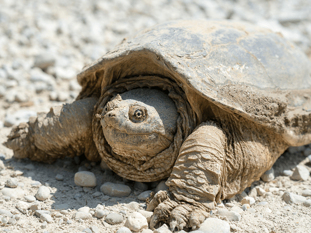 Kajmanka dravá, lat. Chelydra serpentina