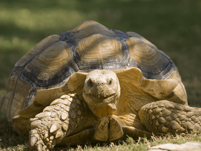 Korytnačka ostrohatá, lat. Geochelone sulcata