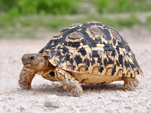 Korytnačka leopardia, lat.  Geochelone pardalis