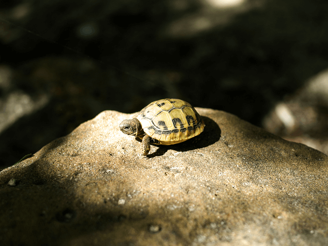 Korytnačka sa vyhrieva na skale